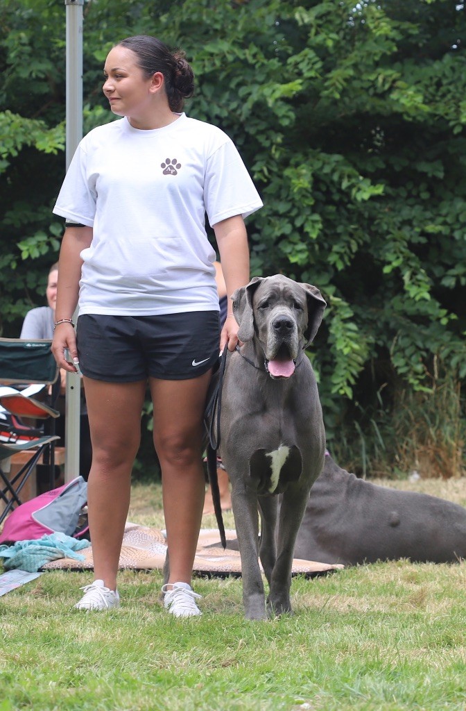 Les Dogue allemand de l'affixe Au Domaine D’Osaki