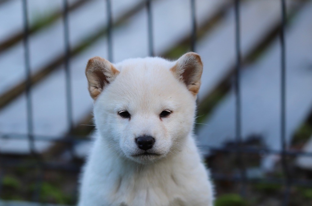 Au Domaine D’Osaki - Chiot disponible  - Shiba