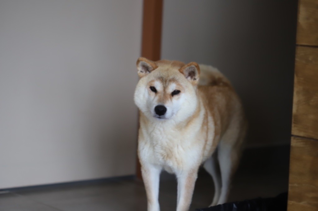 chiot Shiba Au Domaine D’Osaki