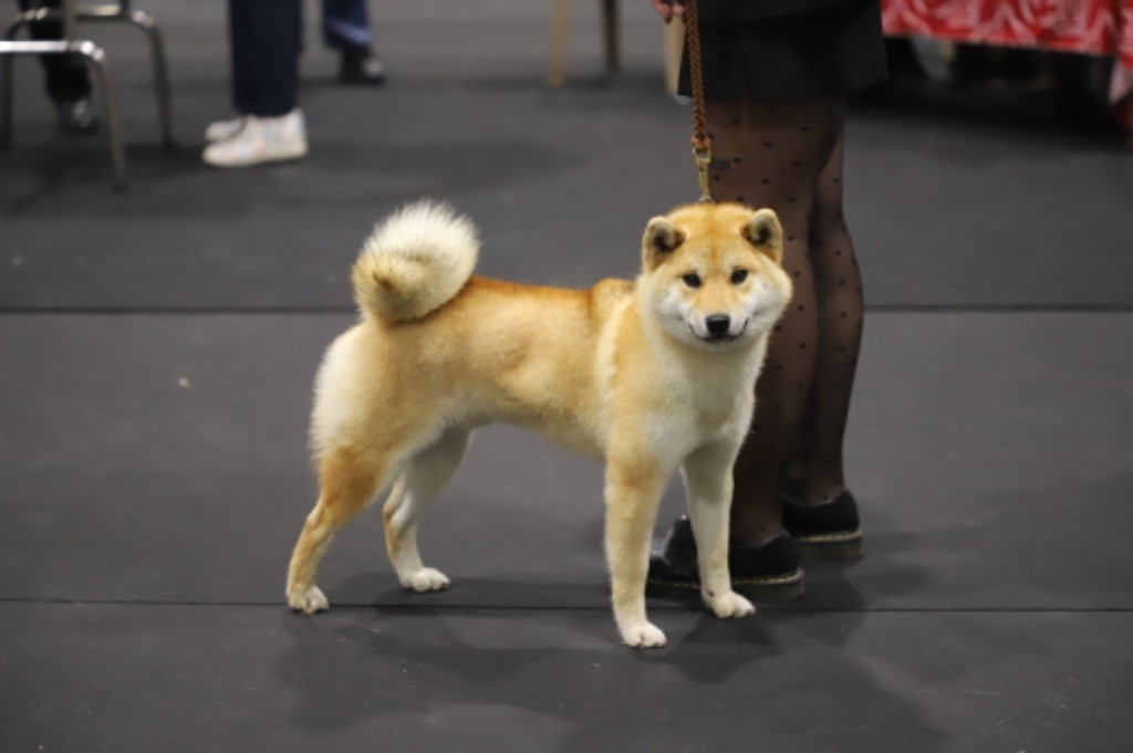 Nippon'ai UmaÏ dit  link