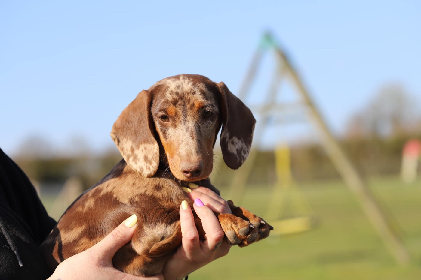 Mael's Hunter Valerie