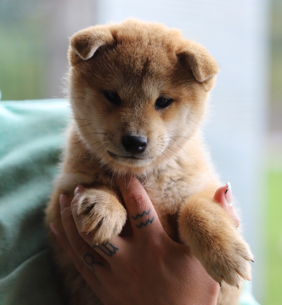 Akito mâle Shiba disponible 