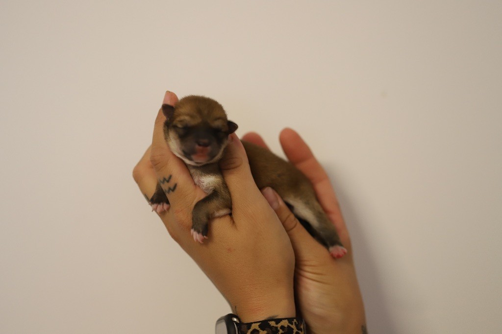 Au Domaine D’Osaki - Chiots disponibles - Shiba