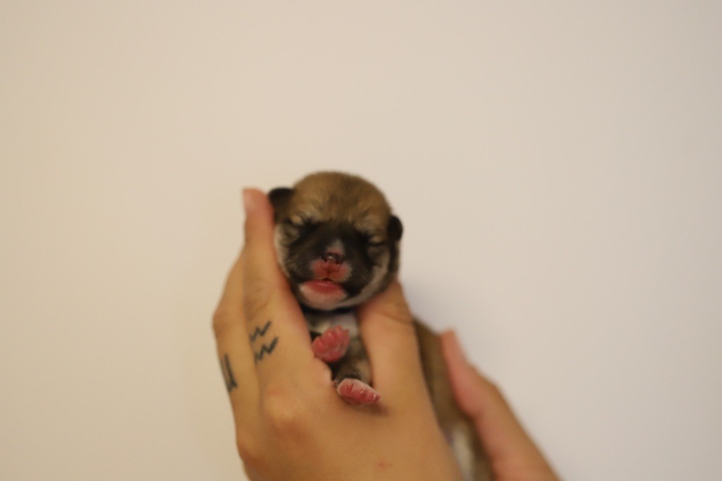 Au Domaine D’Osaki - Chiots disponibles - Shiba