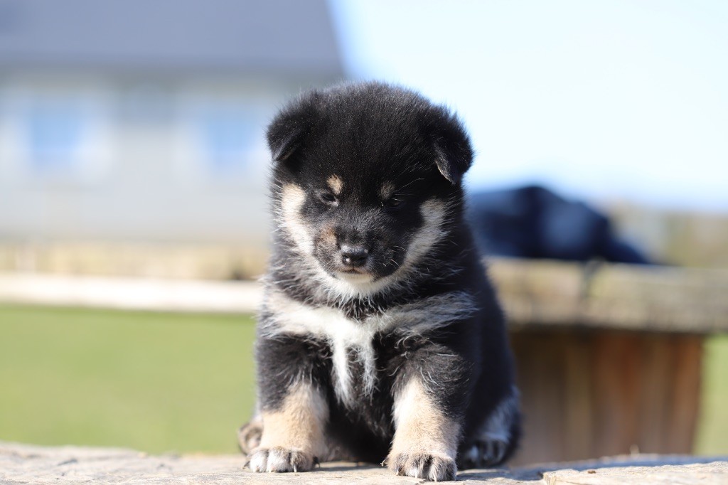 Au Domaine D’Osaki - Chiots disponibles - Shiba