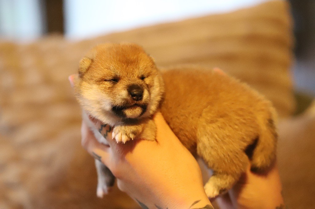 Au Domaine D’Osaki - Chiots disponibles - Shiba