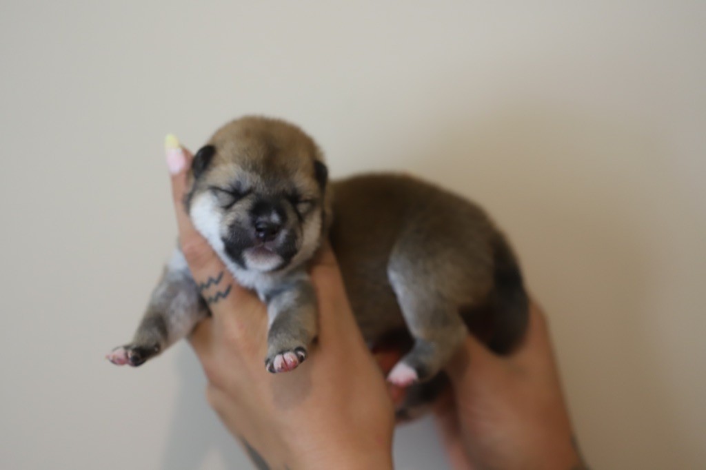 Au Domaine D’Osaki - Chiots disponibles - Shiba