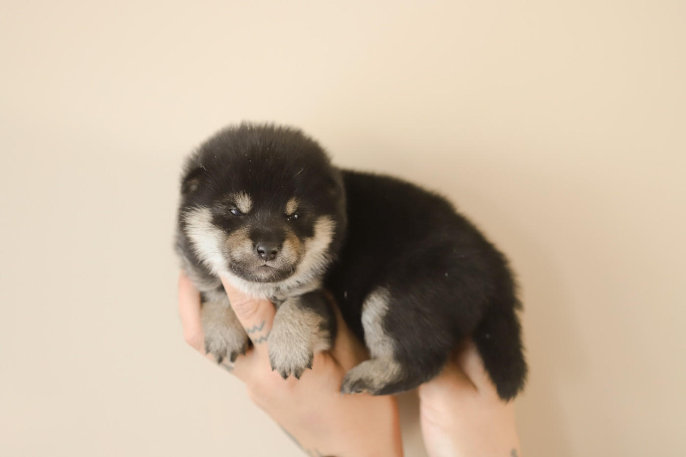 Au Domaine D’Osaki - Chiots disponibles - Shiba