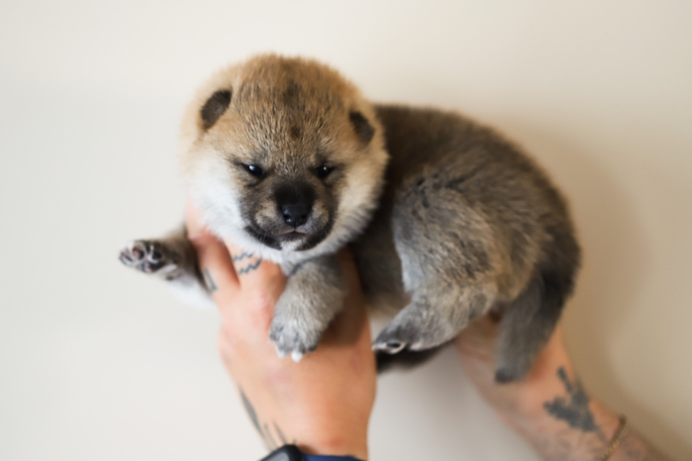 Au Domaine D’Osaki - Chiots disponibles - Shiba