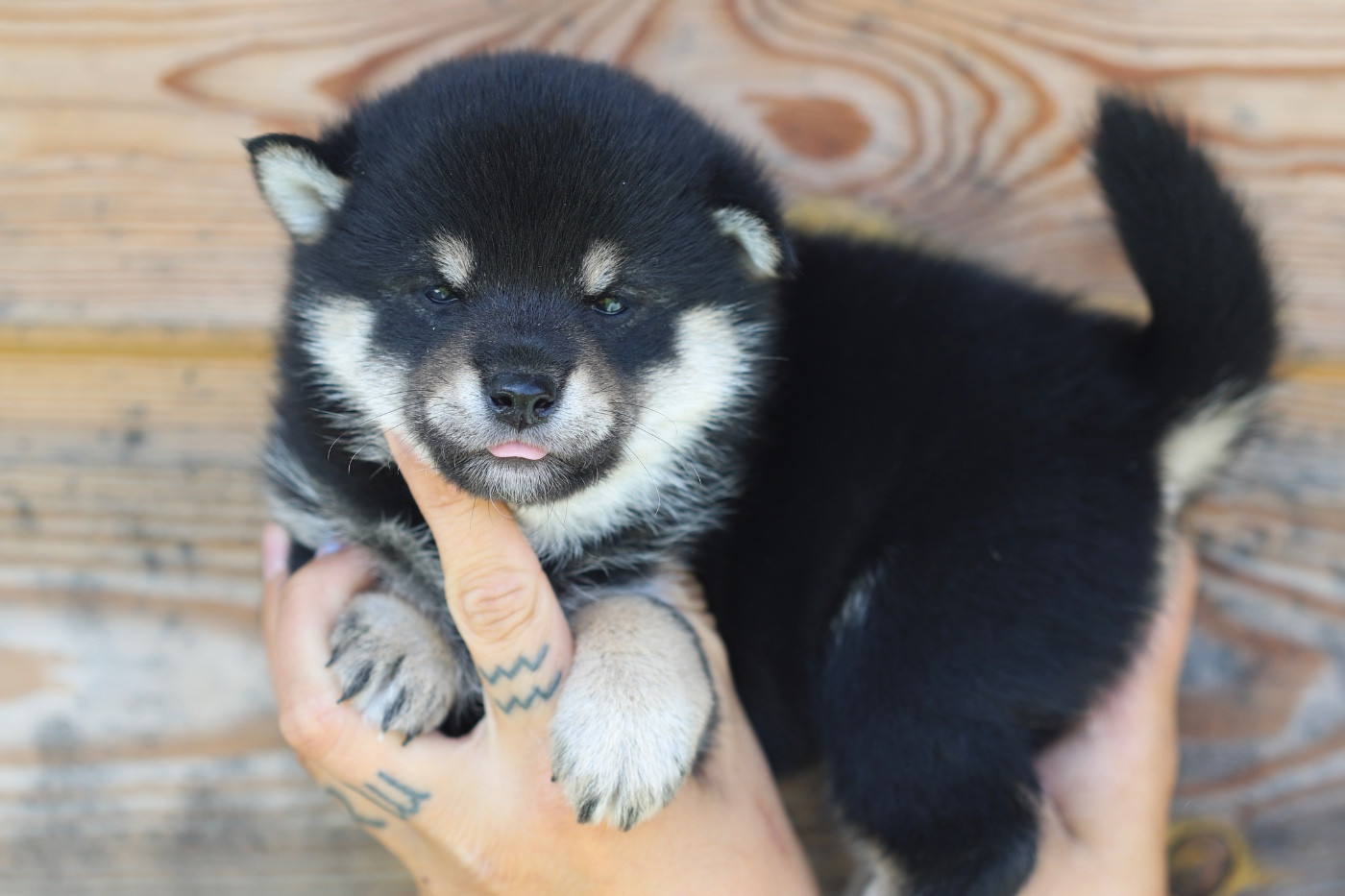 Au Domaine D’Osaki - Chiots disponibles - Shiba