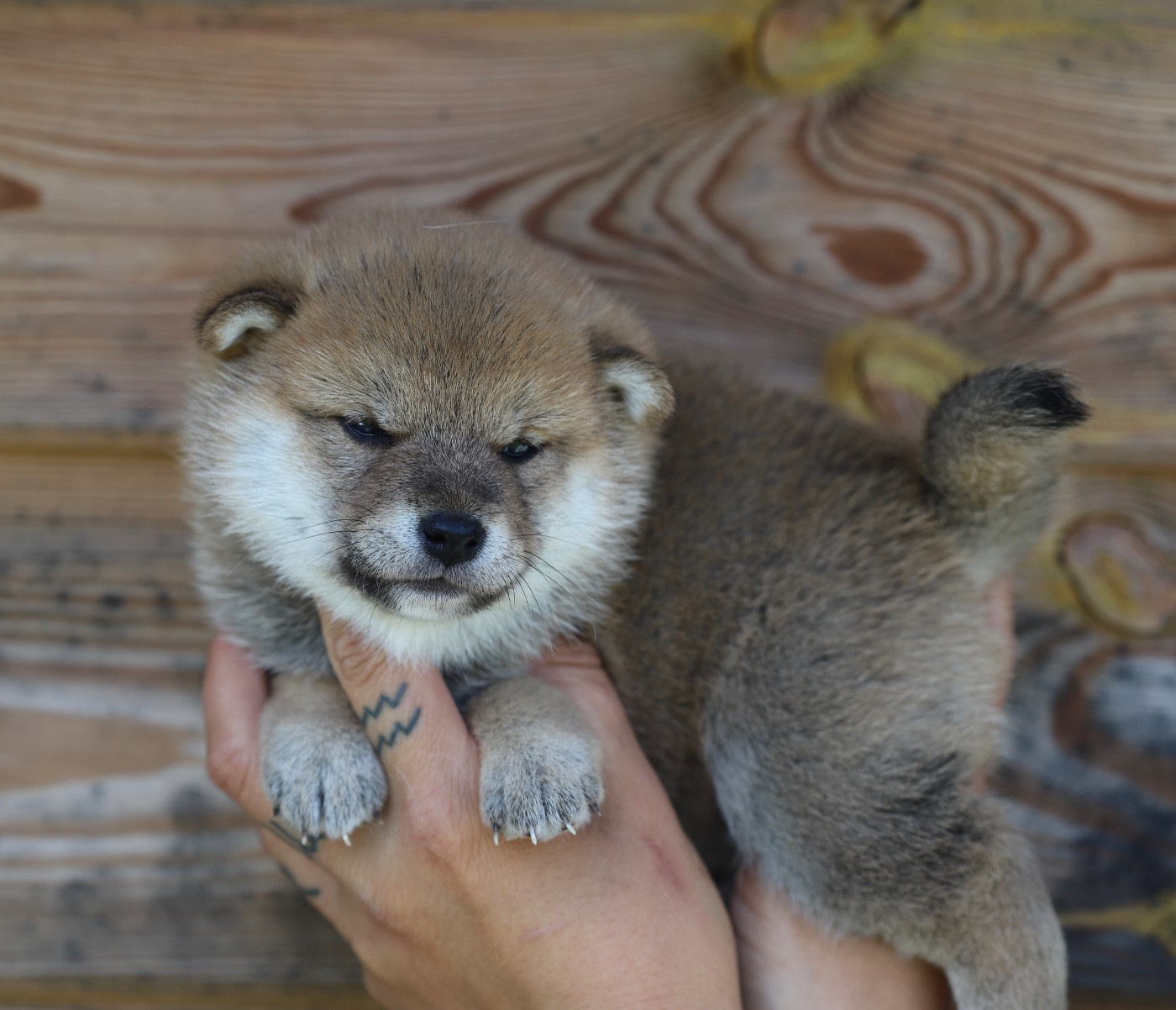 Au Domaine D’Osaki - Chiots disponibles - Shiba