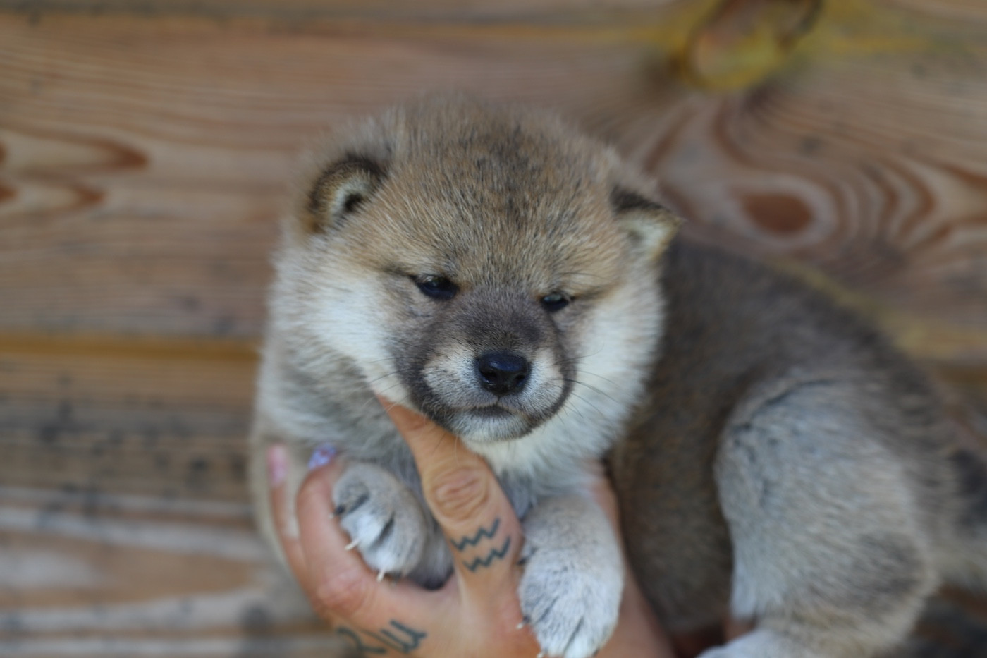 Au Domaine D’Osaki - Chiots disponibles - Shiba