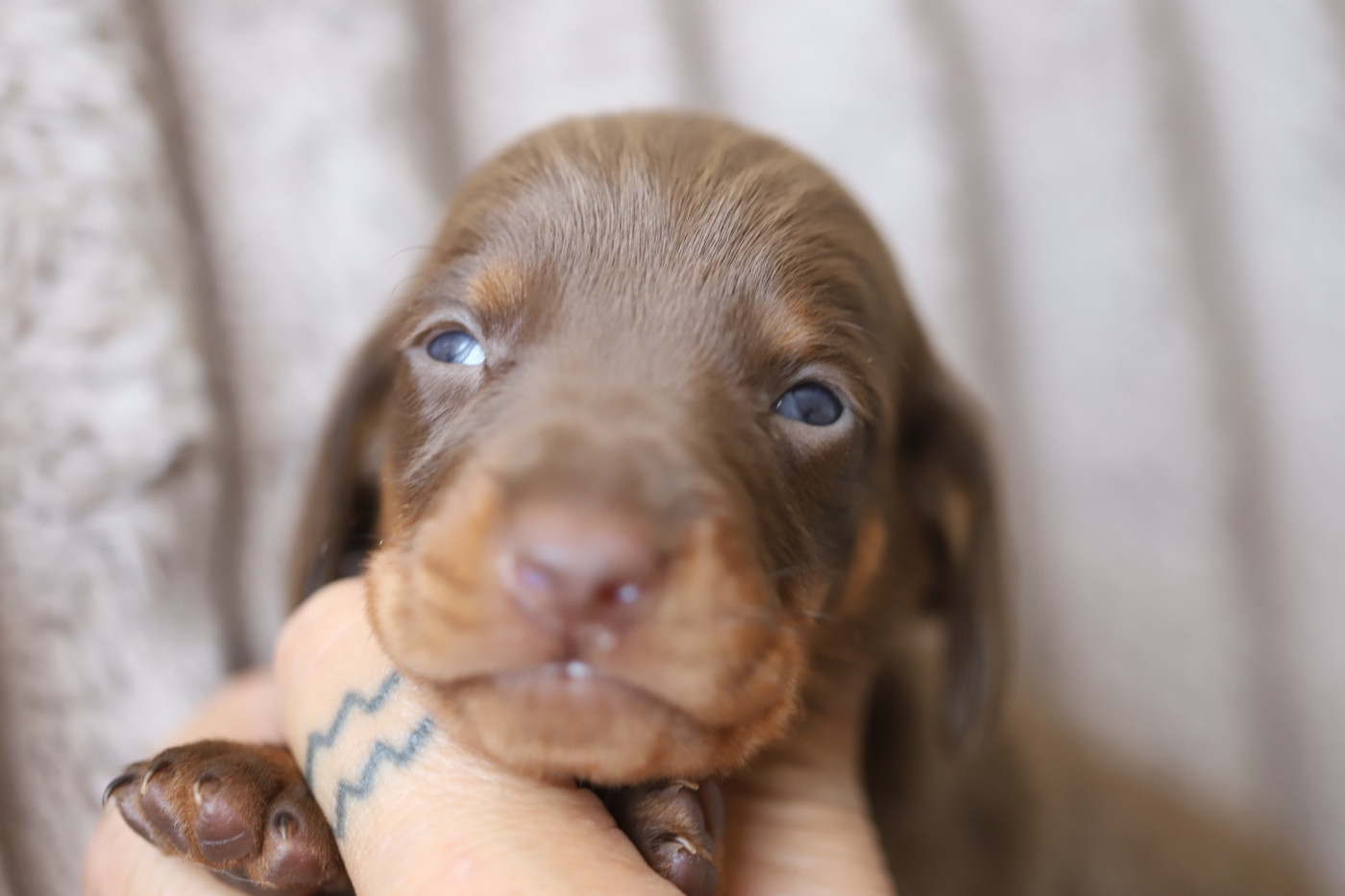 Au Domaine D’Osaki - Chiots disponibles - Teckel poil ras