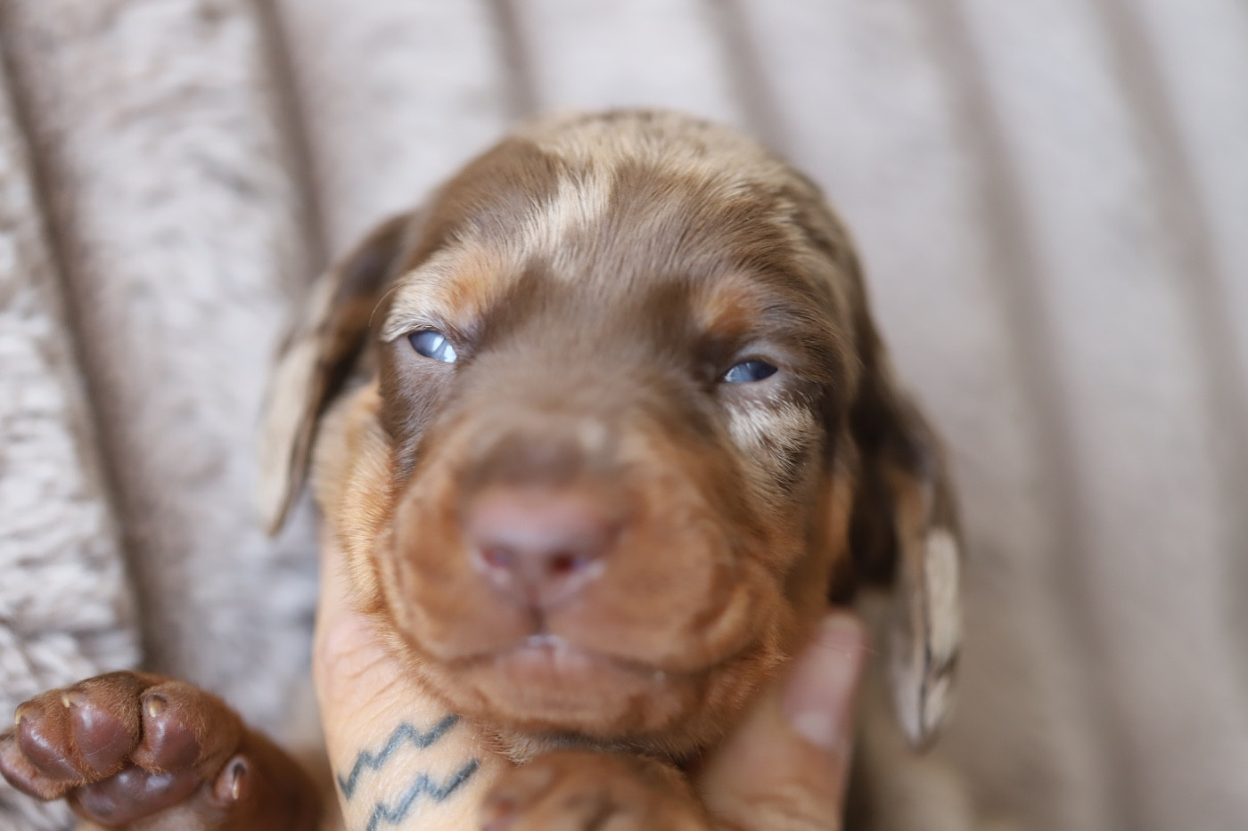 Au Domaine D’Osaki - Chiots disponibles - Teckel poil ras