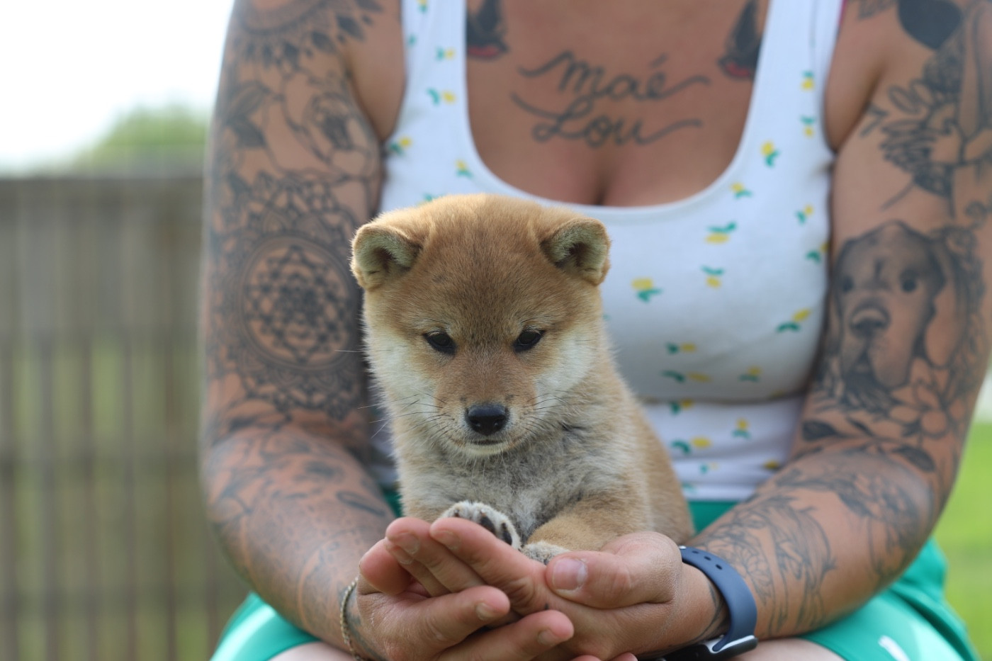Au Domaine D’Osaki - Chiots disponibles - Shiba