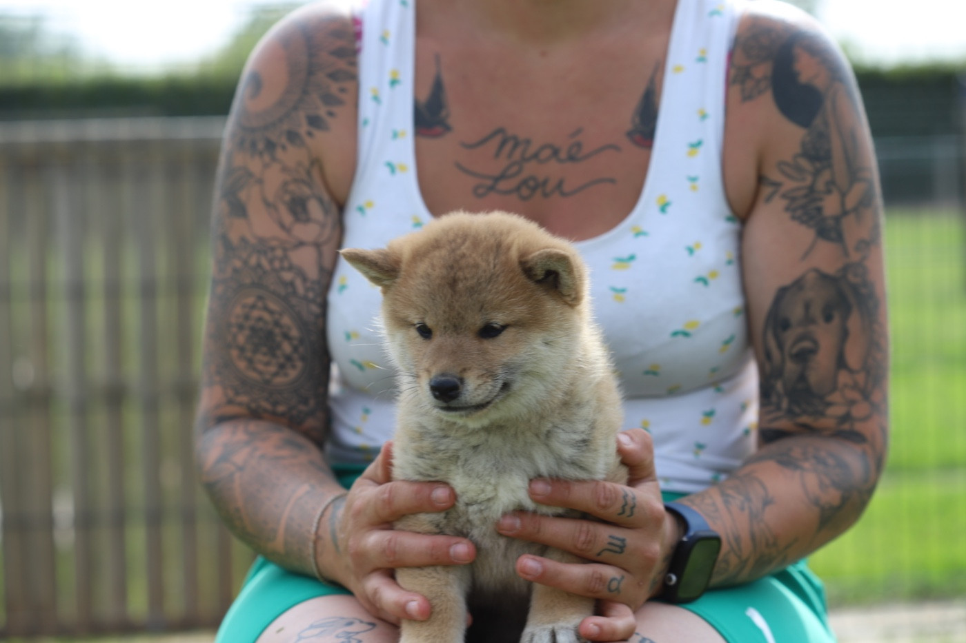 Au Domaine D’Osaki - Chiots disponibles - Shiba