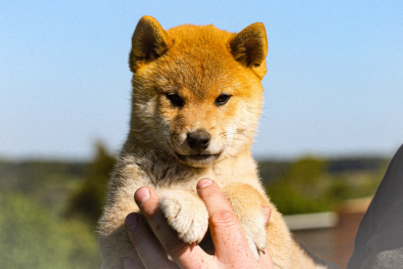 Au Domaine D’Osaki - Chiots disponibles - Shiba