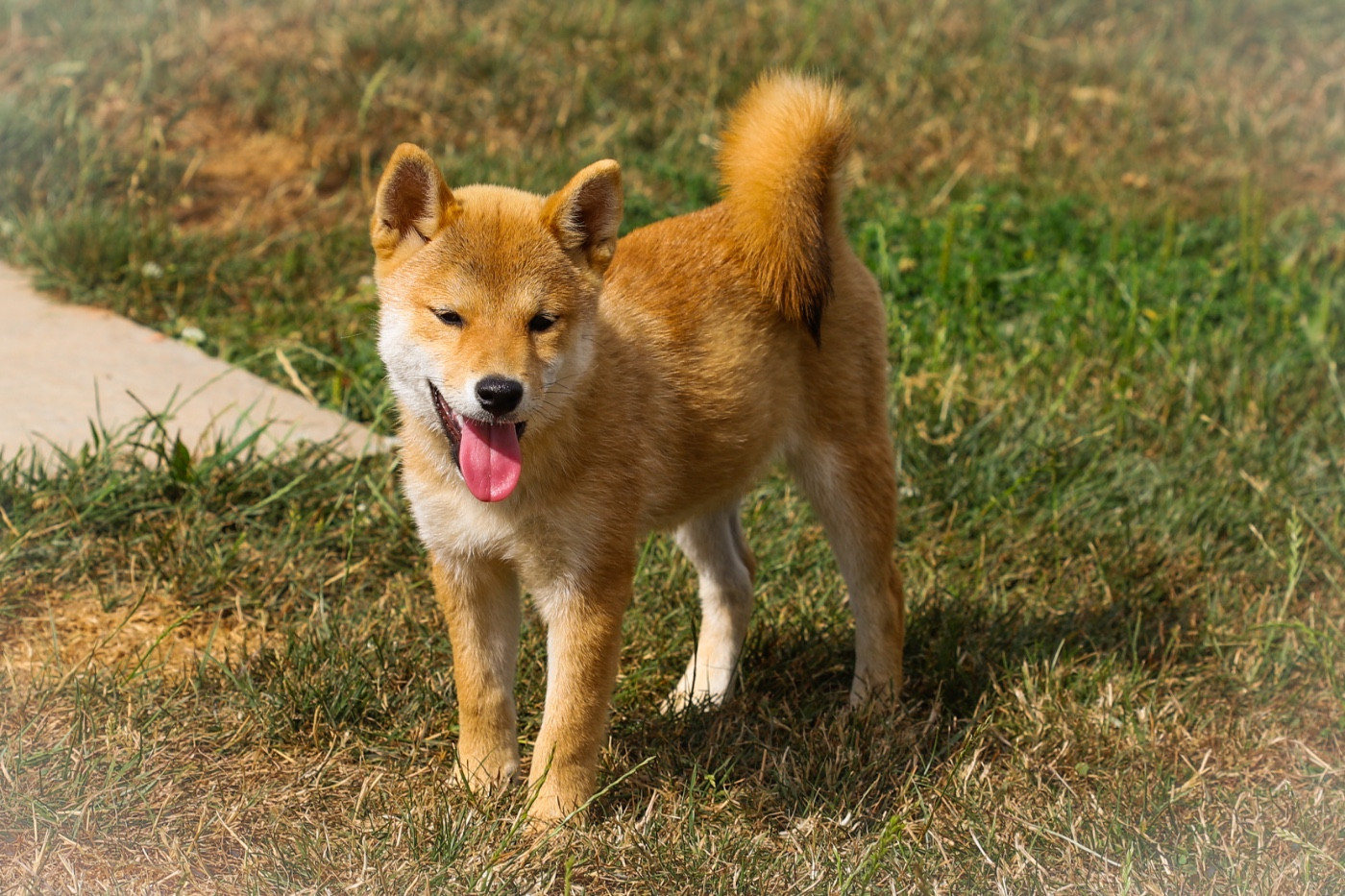Au Domaine D’Osaki - Chiots disponibles - Shiba