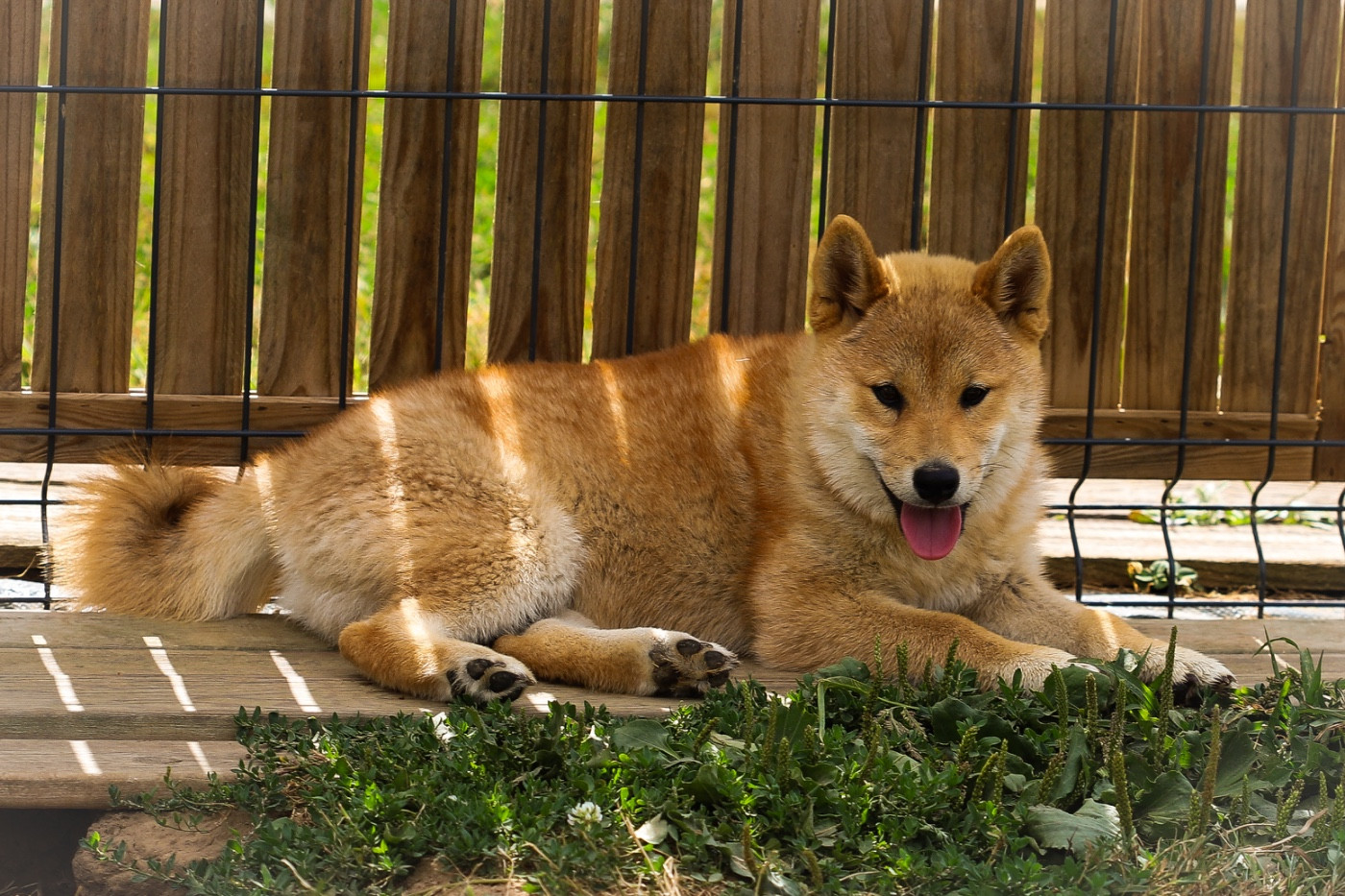 Au Domaine D’Osaki - Chiots disponibles - Shiba