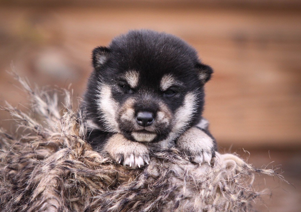 Au Domaine D’Osaki - Chiots disponibles - Shiba