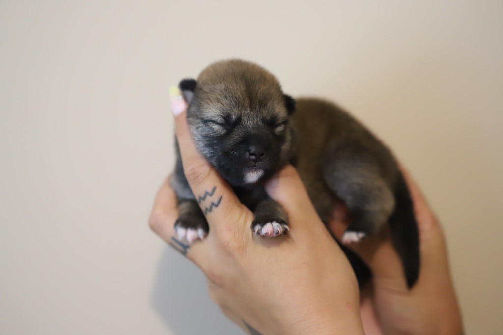 Au Domaine D’Osaki - Chiots disponibles - Shiba