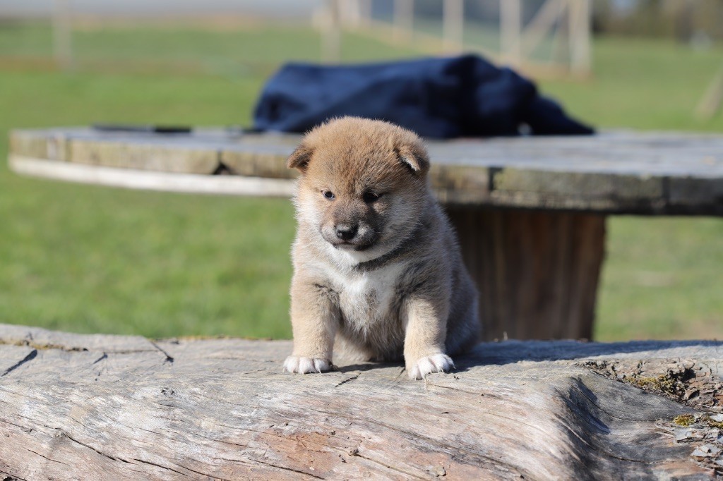 Au Domaine D’Osaki - Chiots disponibles - Shiba