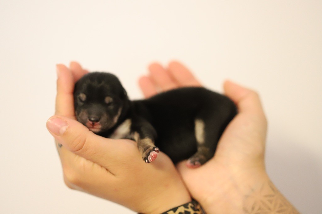 Au Domaine D’Osaki - Chiots disponibles - Shiba