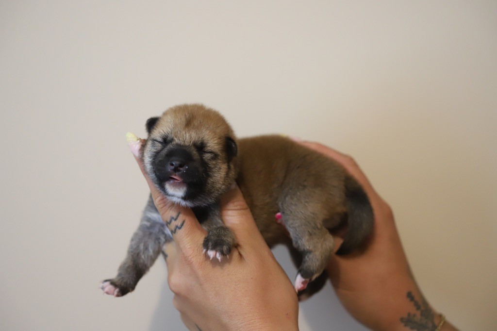 Au Domaine D’Osaki - Chiots disponibles - Shiba