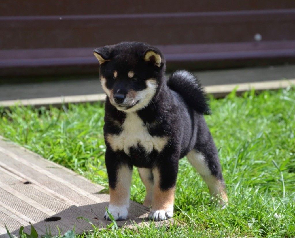 Au Domaine D’Osaki - Shiba - Portée née le 13/04/2022