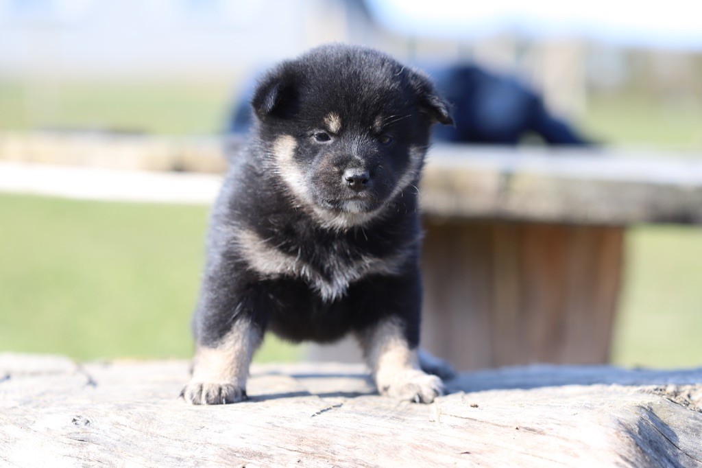 Au Domaine D’Osaki - Chiots disponibles - Shiba