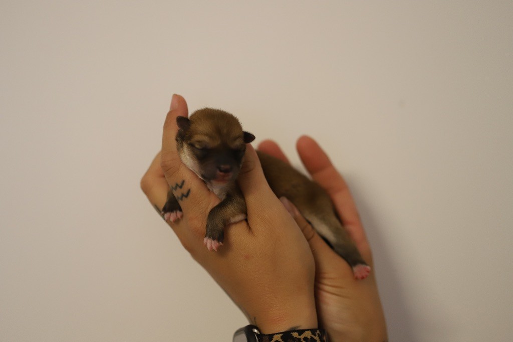Au Domaine D’Osaki - Chiots disponibles - Shiba