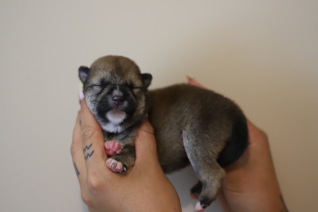 Au Domaine D’Osaki - Chiots disponibles - Shiba