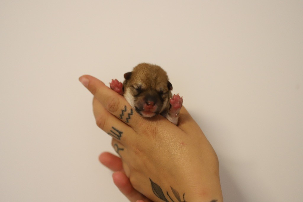 Au Domaine D’Osaki - Chiots disponibles - Shiba