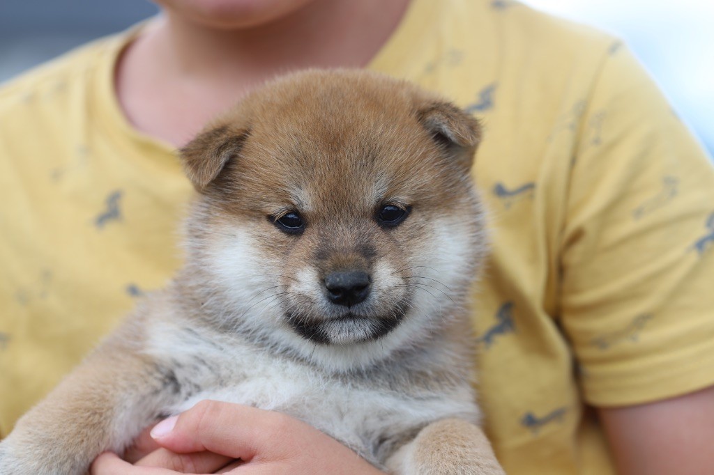 Au Domaine D’Osaki - Chiots disponibles - Shiba