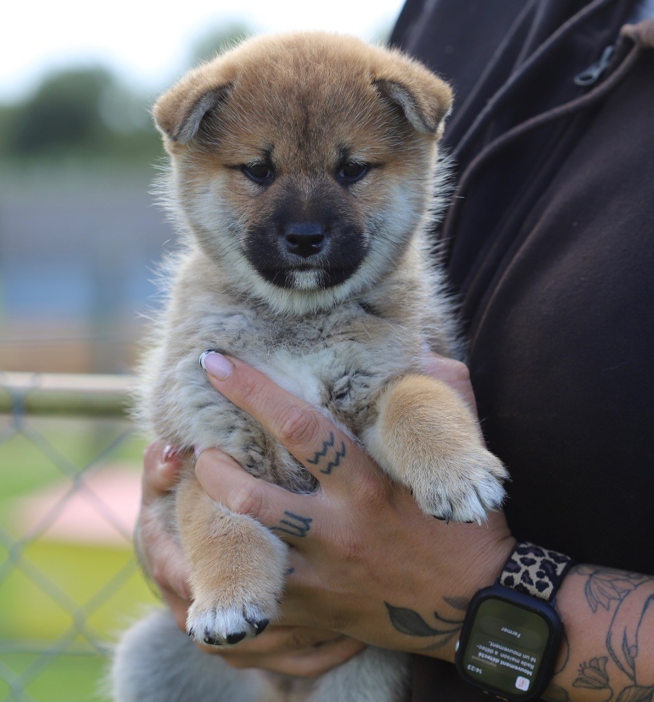 Au Domaine D’Osaki - Chiots disponibles - Shiba
