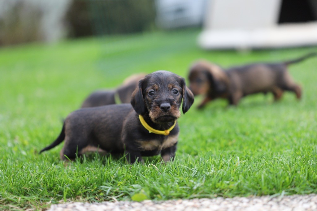 Au Domaine D’Osaki - Teckel poil dur - Portée née le 14/09/2025