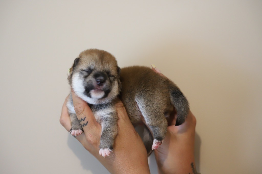 Au Domaine D’Osaki - Chiots disponibles - Shiba