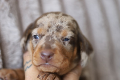 Male bleu