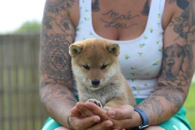 Bei
