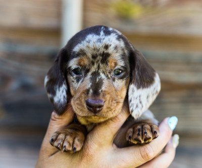 Male bleu