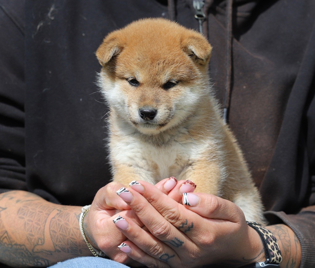 Au Domaine D’Osaki - Chiots disponibles - Shiba
