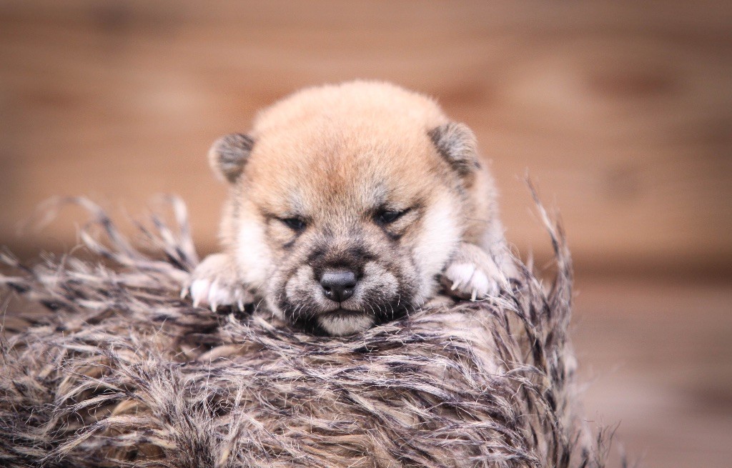 Au Domaine D’Osaki - Chiots disponibles - Shiba