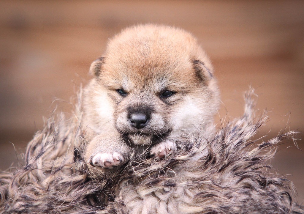 Au Domaine D’Osaki - Chiots disponibles - Shiba