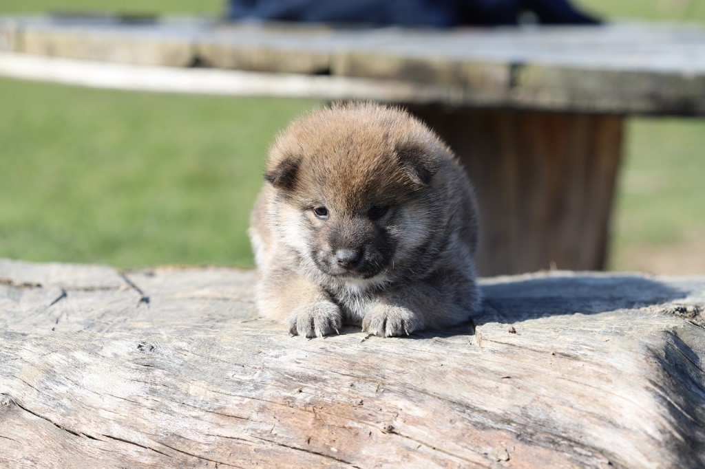 Au Domaine D’Osaki - Chiots disponibles - Shiba