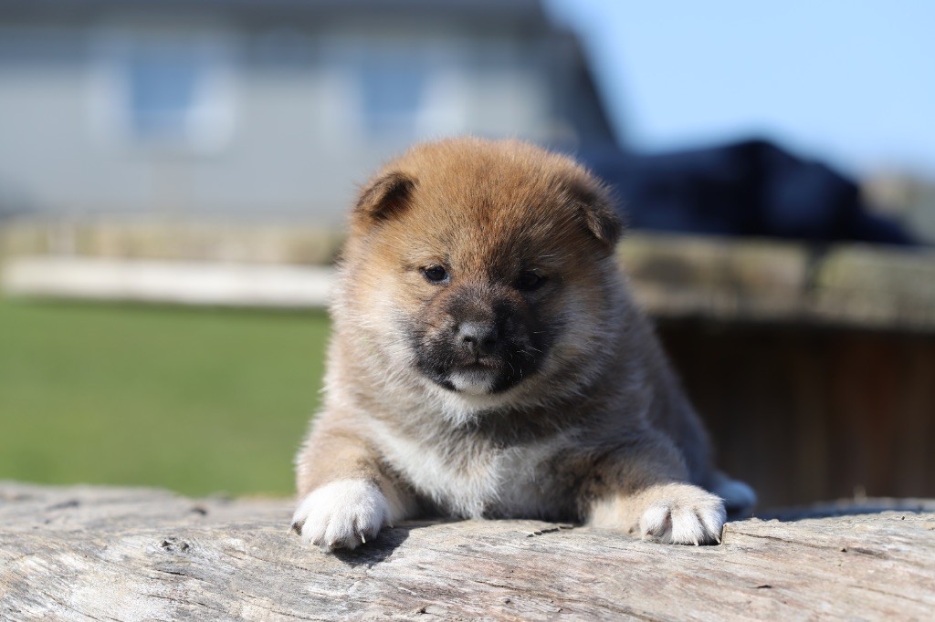 Au Domaine D’Osaki - Chiots disponibles - Shiba