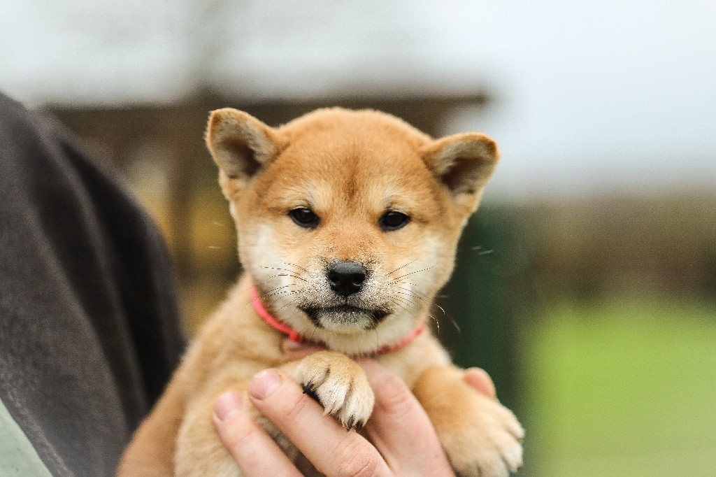 Au Domaine D’Osaki - Chiots disponibles - Shiba