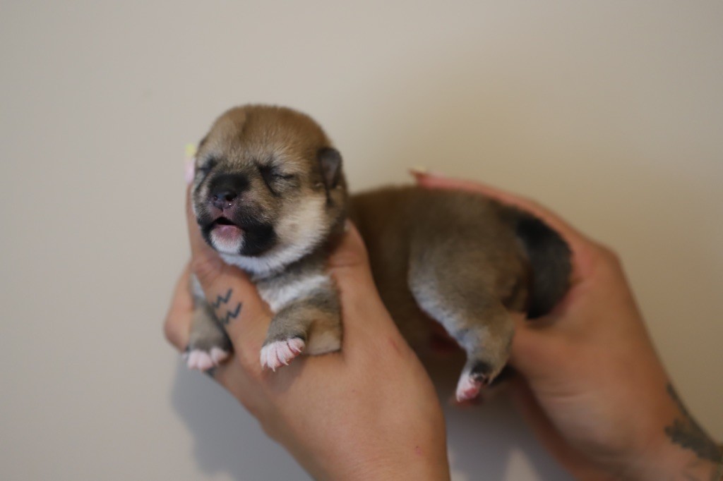 Au Domaine D’Osaki - Chiots disponibles - Shiba