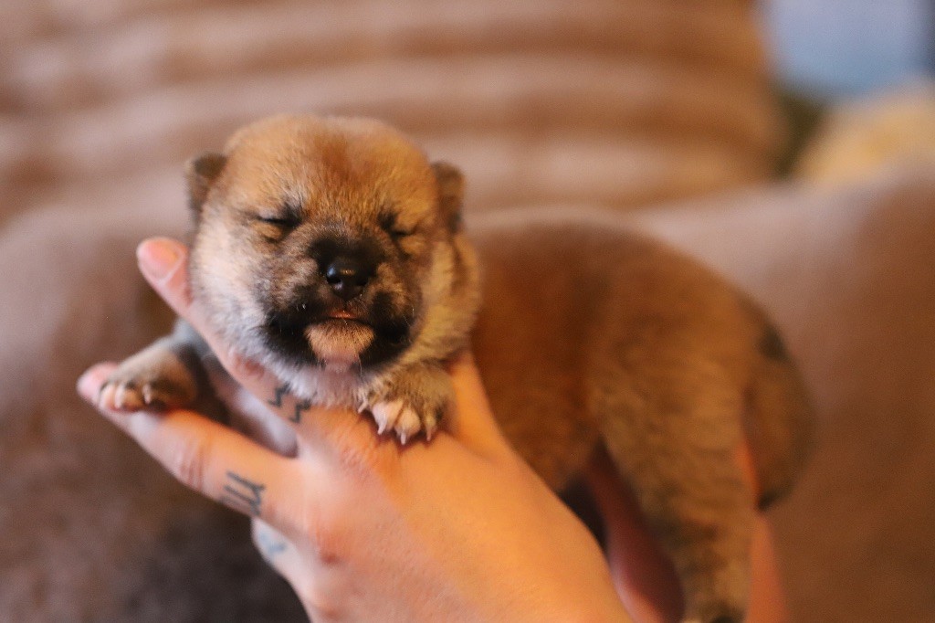 Au Domaine D’Osaki - Chiots disponibles - Shiba
