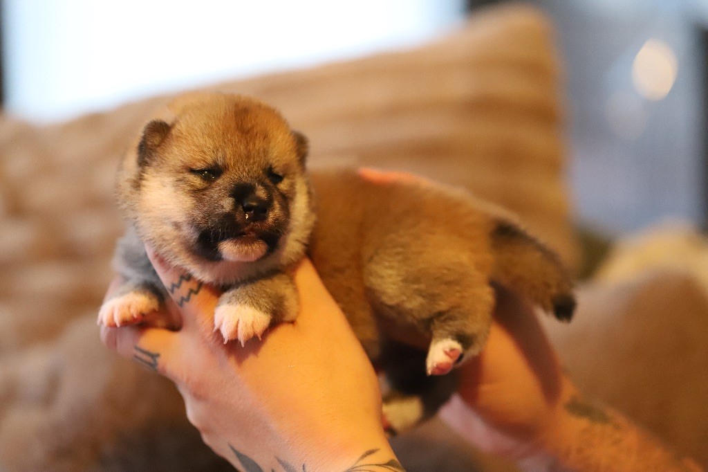 Au Domaine D’Osaki - Chiots disponibles - Shiba