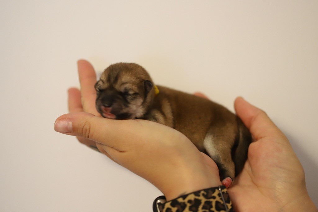 Au Domaine D’Osaki - Chiots disponibles - Shiba